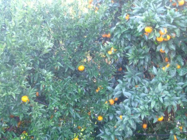 mandarino-belladonna.jpg