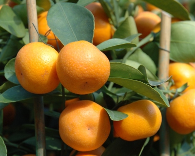 mandarini-coltivazione.jpg