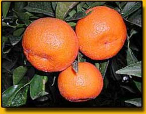 clementinemonreale.jpg