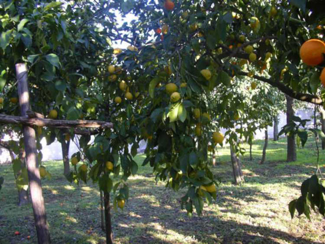 giardino-cascata-di-limoni-.jpg